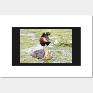 Great crested grebe Posters and Art